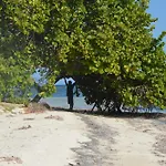 Palm & Pelican