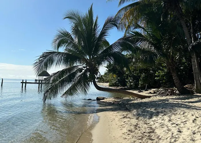 Palm & Pelican