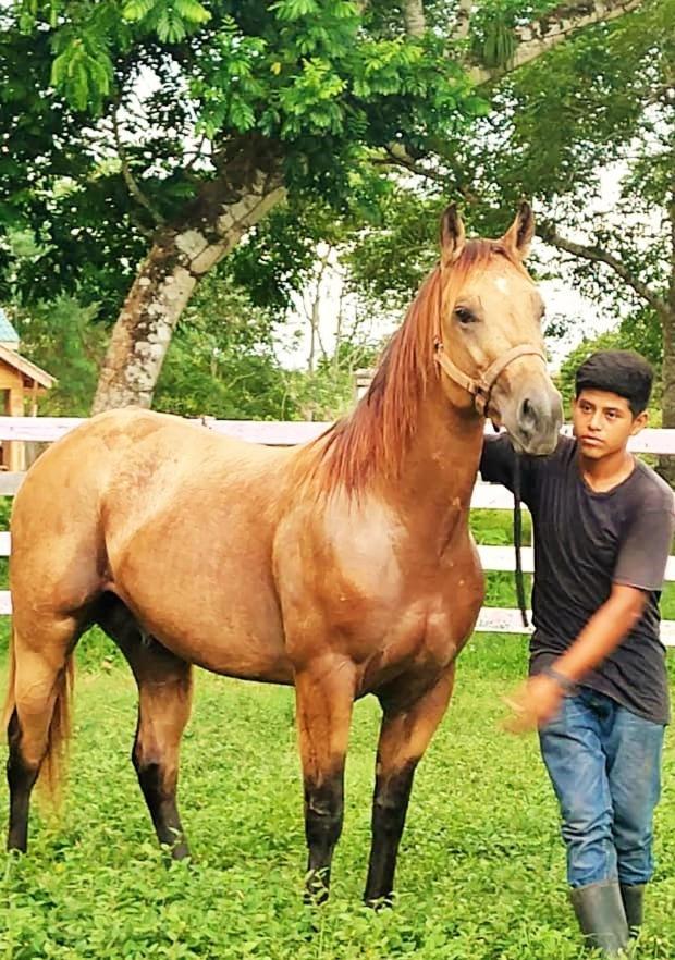 Banana Bank & Jungle Horseback Adventures * Belmopan