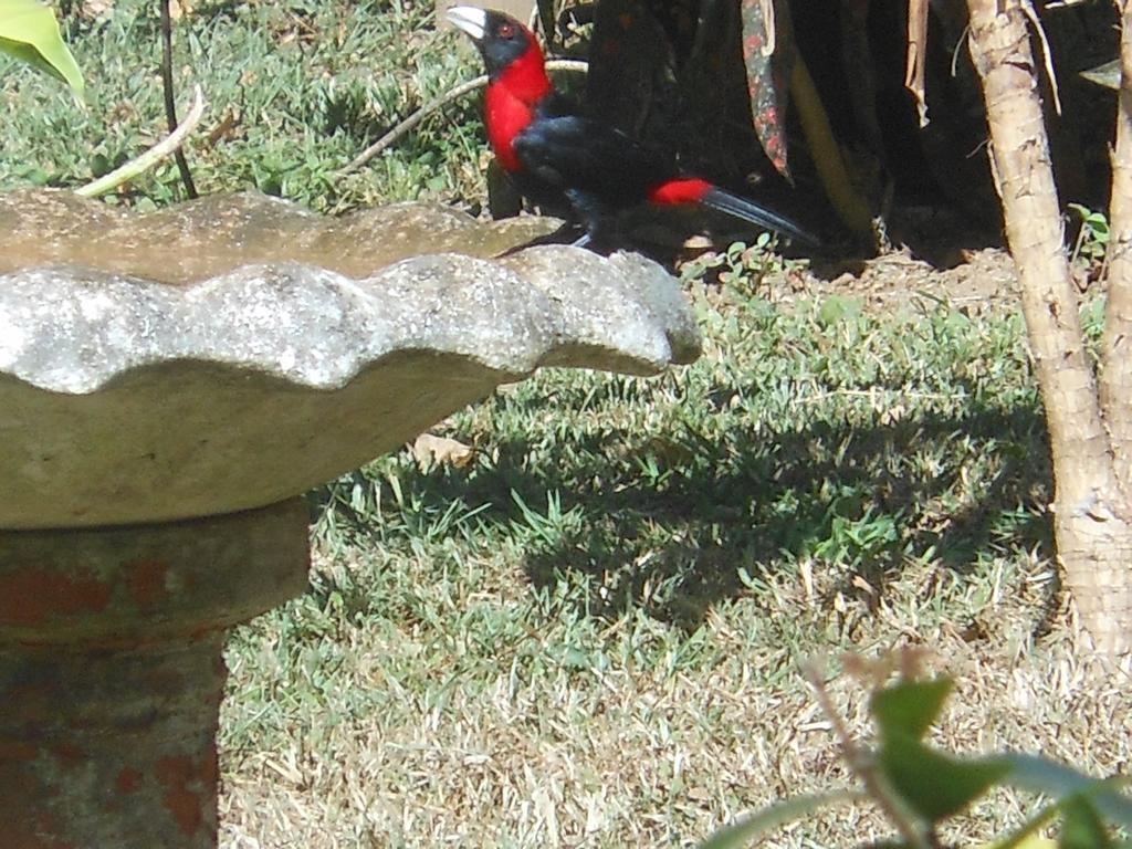 Lodge Macaw Bank Jungle *