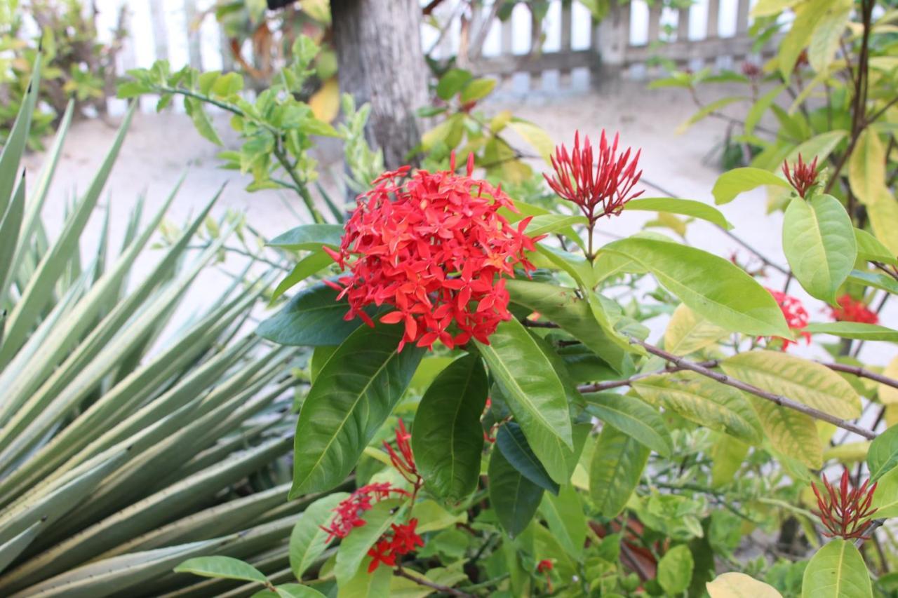 Amanda's Place - Pool And Tropical Garden Apartment Caye Caulker