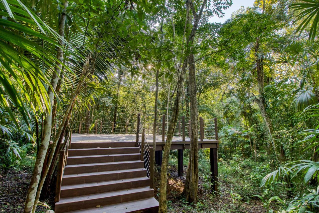 Mariposa Jungle San Ignacio
