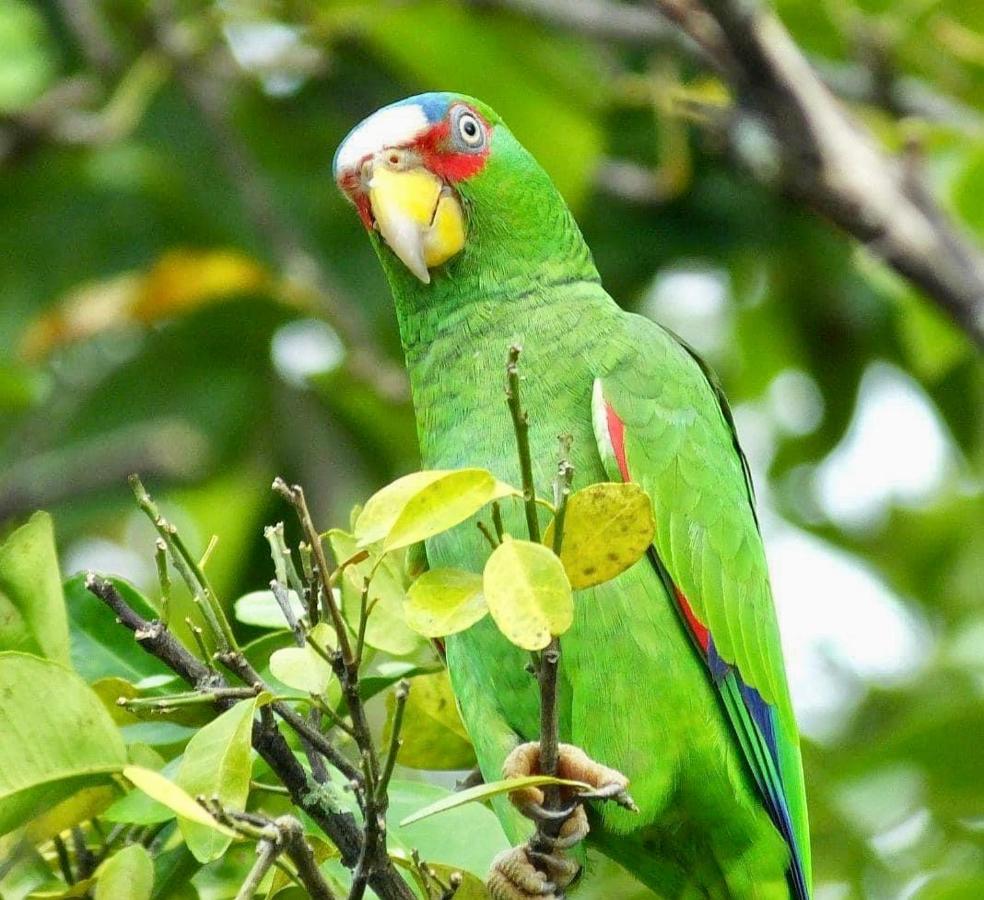Mariposa Jungle Aparthotel 3*