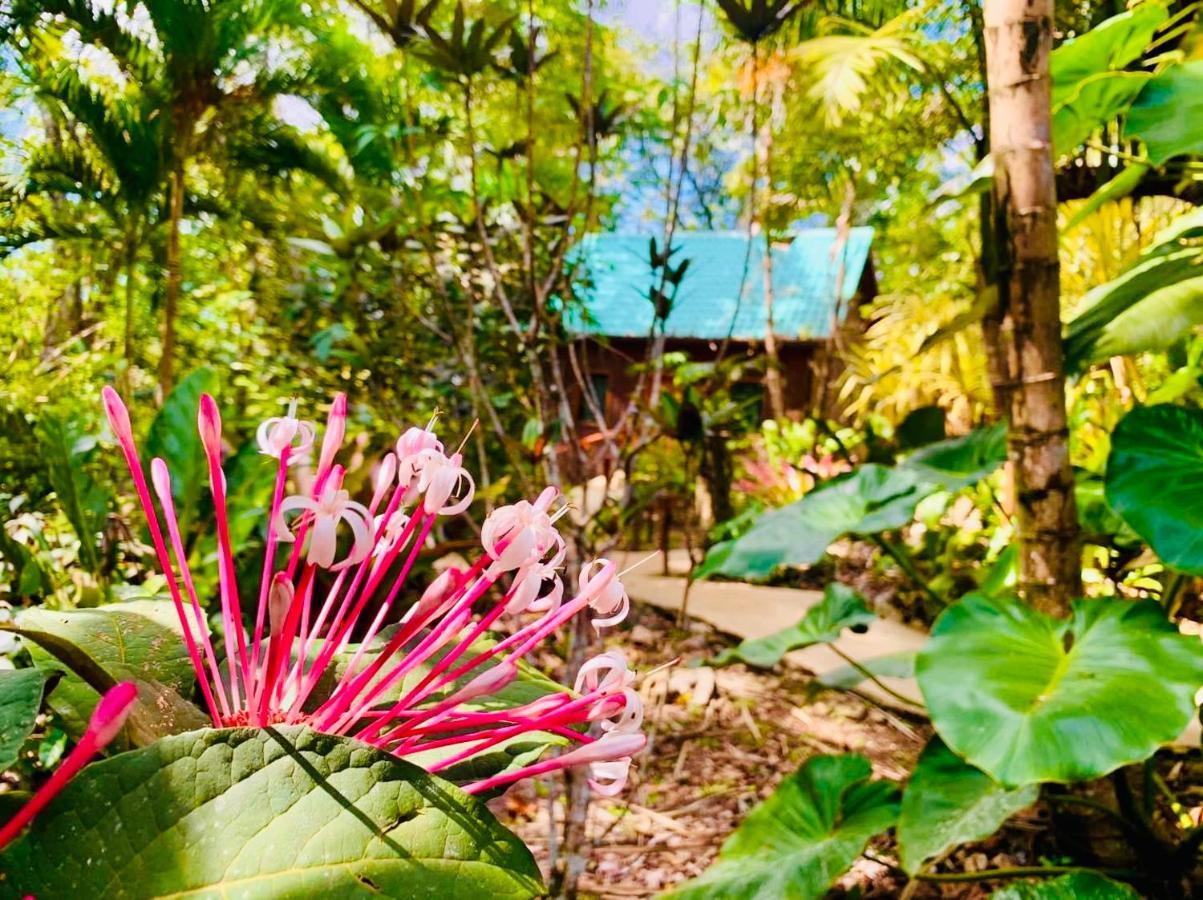 Aparthotel Mariposa Jungle San Ignacio