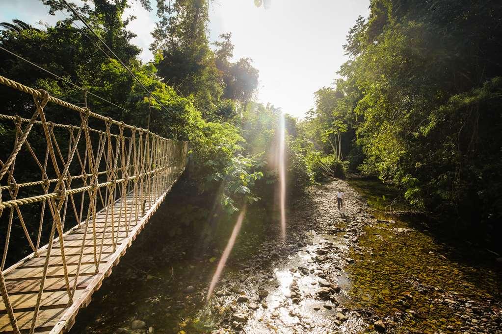 Sleeping Giant Rainforest Resort