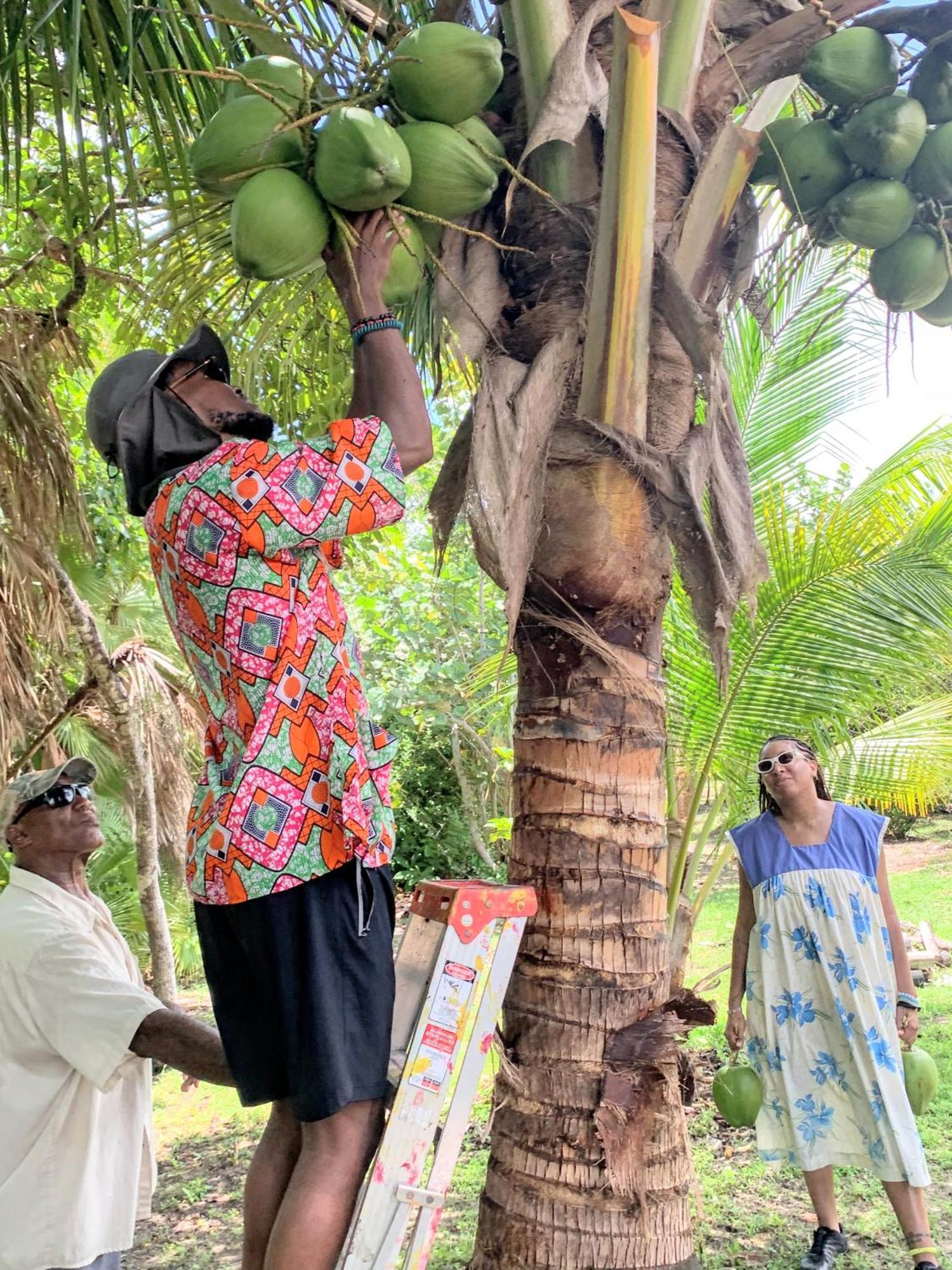 Palmento Grove Garifuna Eco-cultural & Healing Institute 2*
