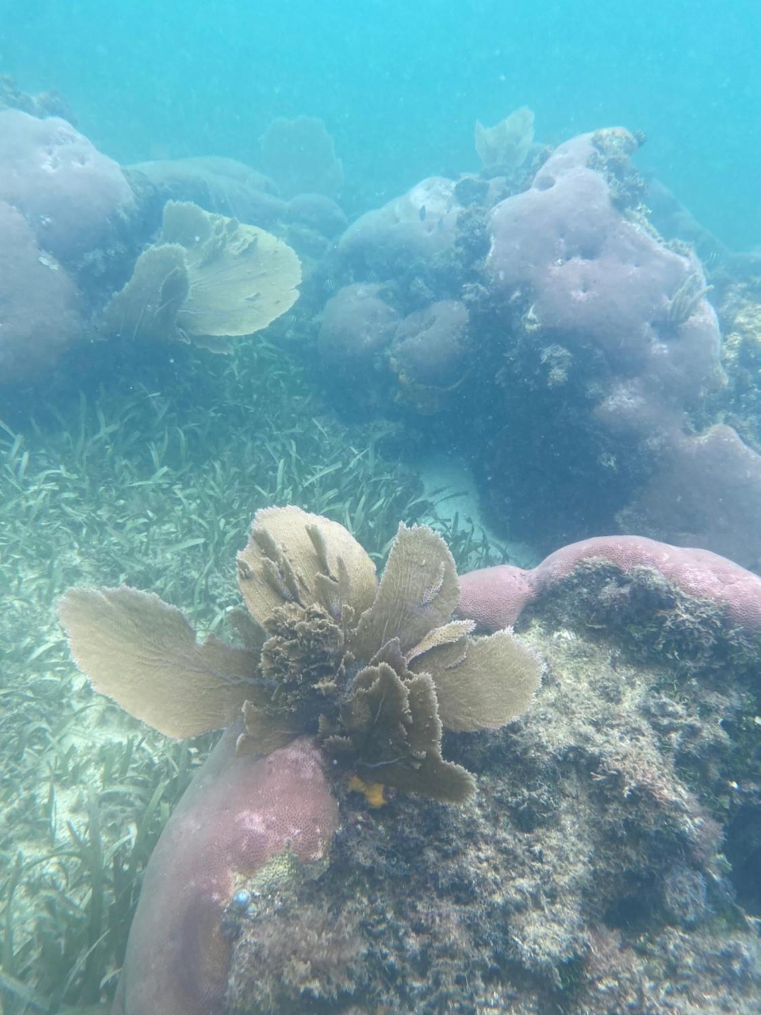 Coral Cove Inn Maya Beach