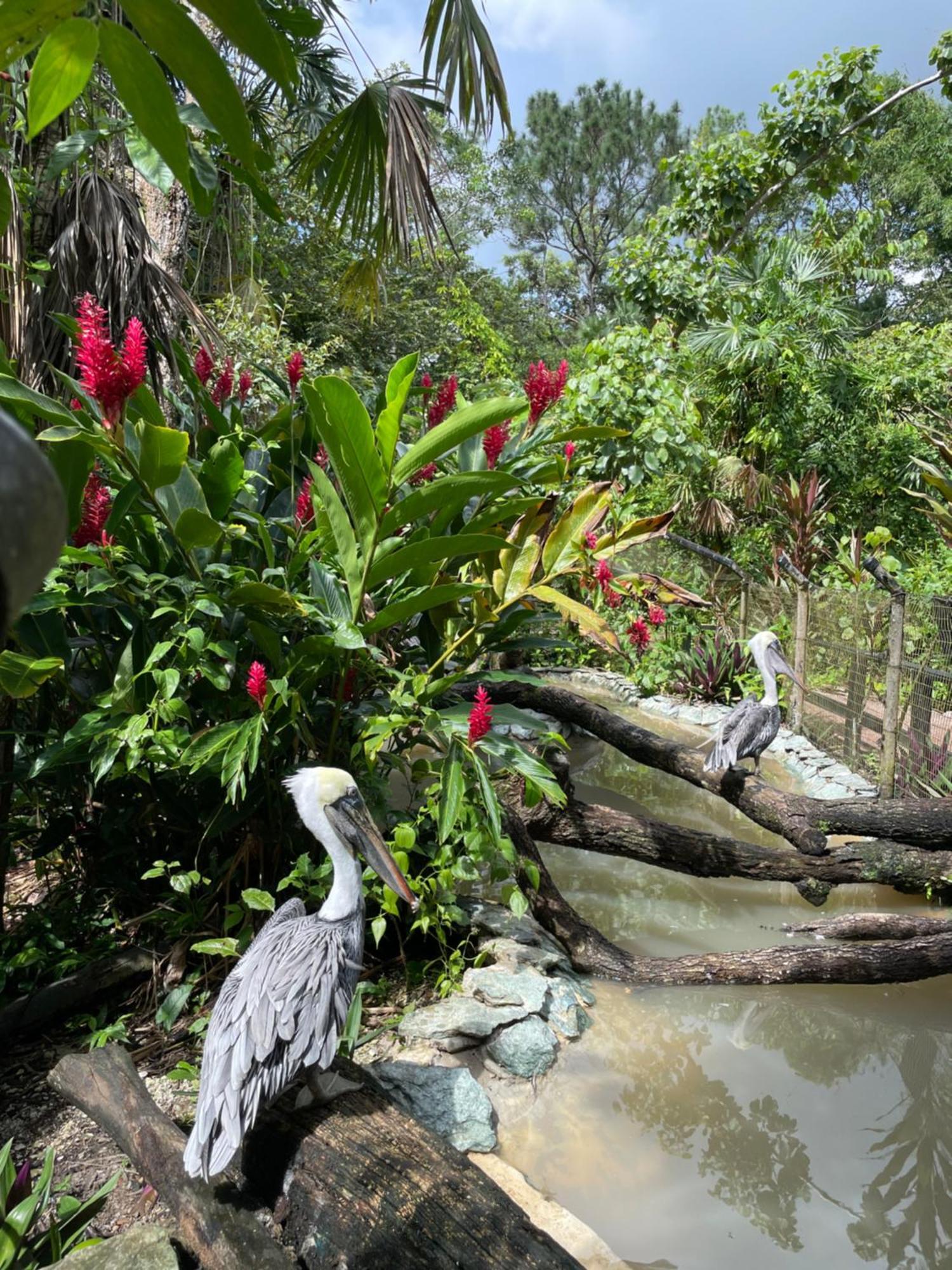 Gumbo Limbo Jungle 3* Cool Shade