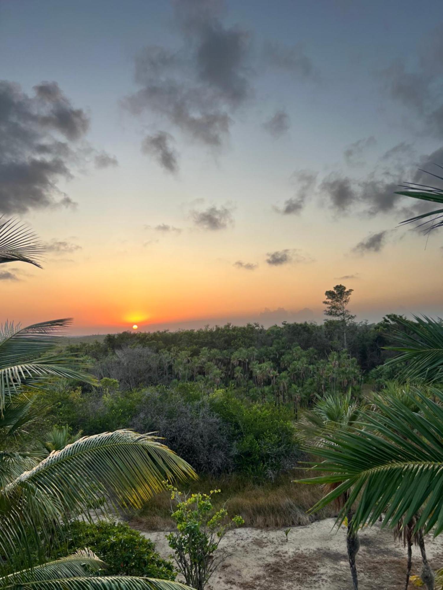 Sabal Punta Gorda