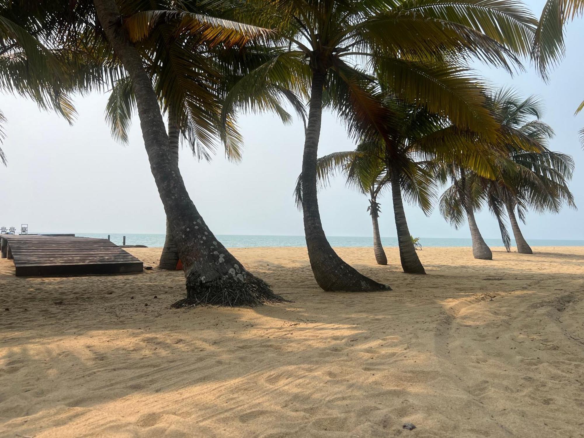 Sabal Punta Gorda