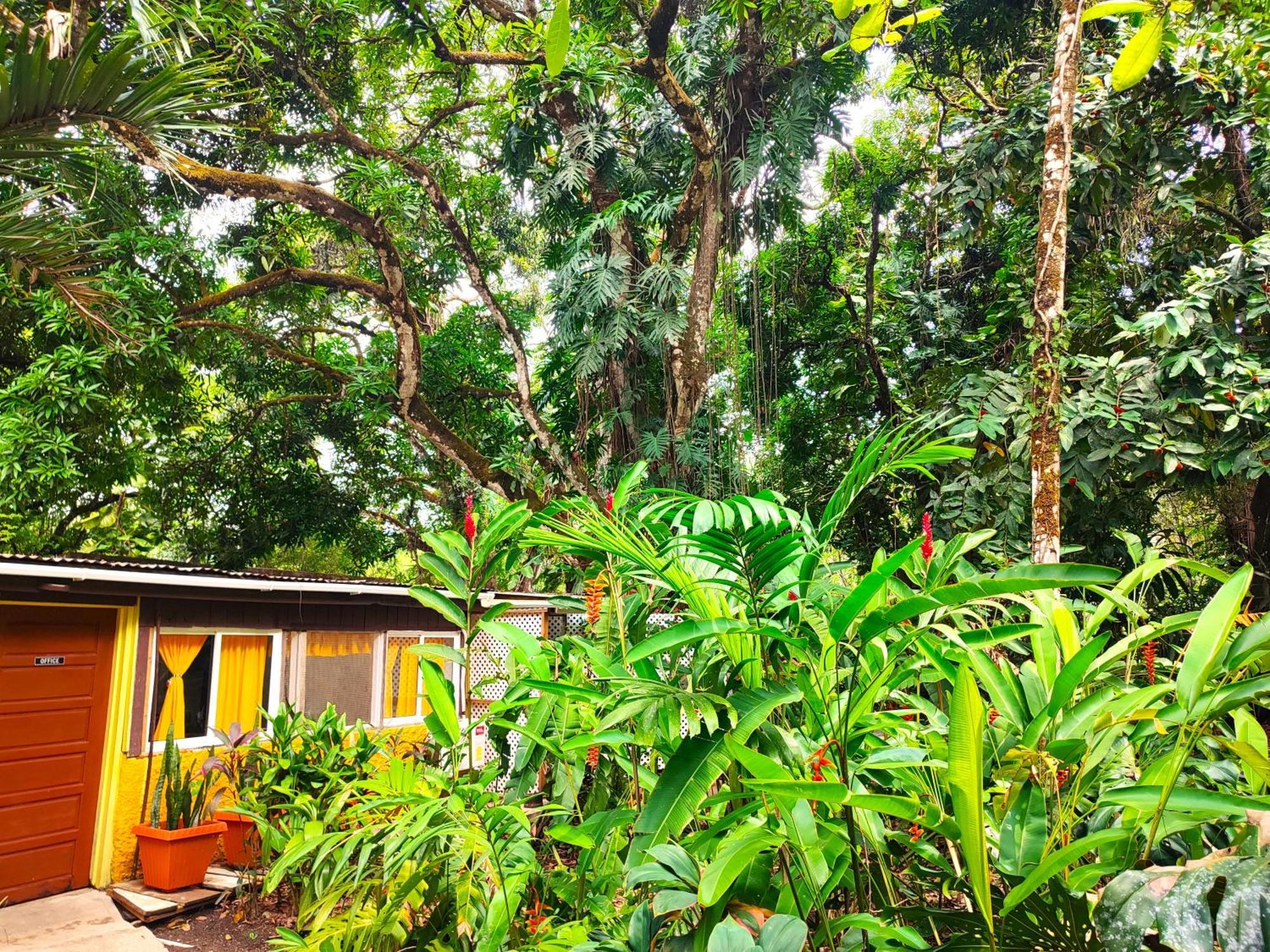 Maya Mountain *