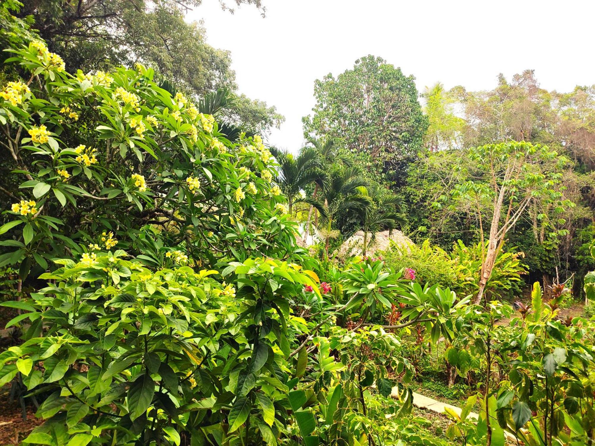 Maya Mountain Lodge *