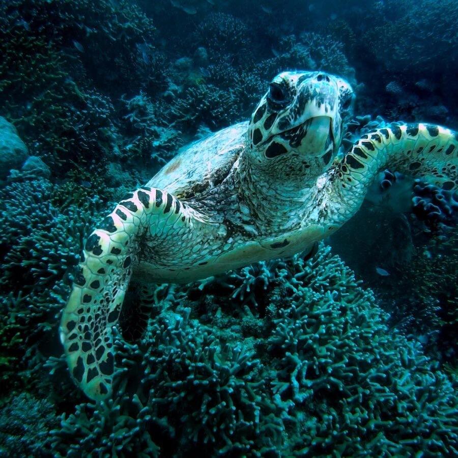 Coba Belize Botel