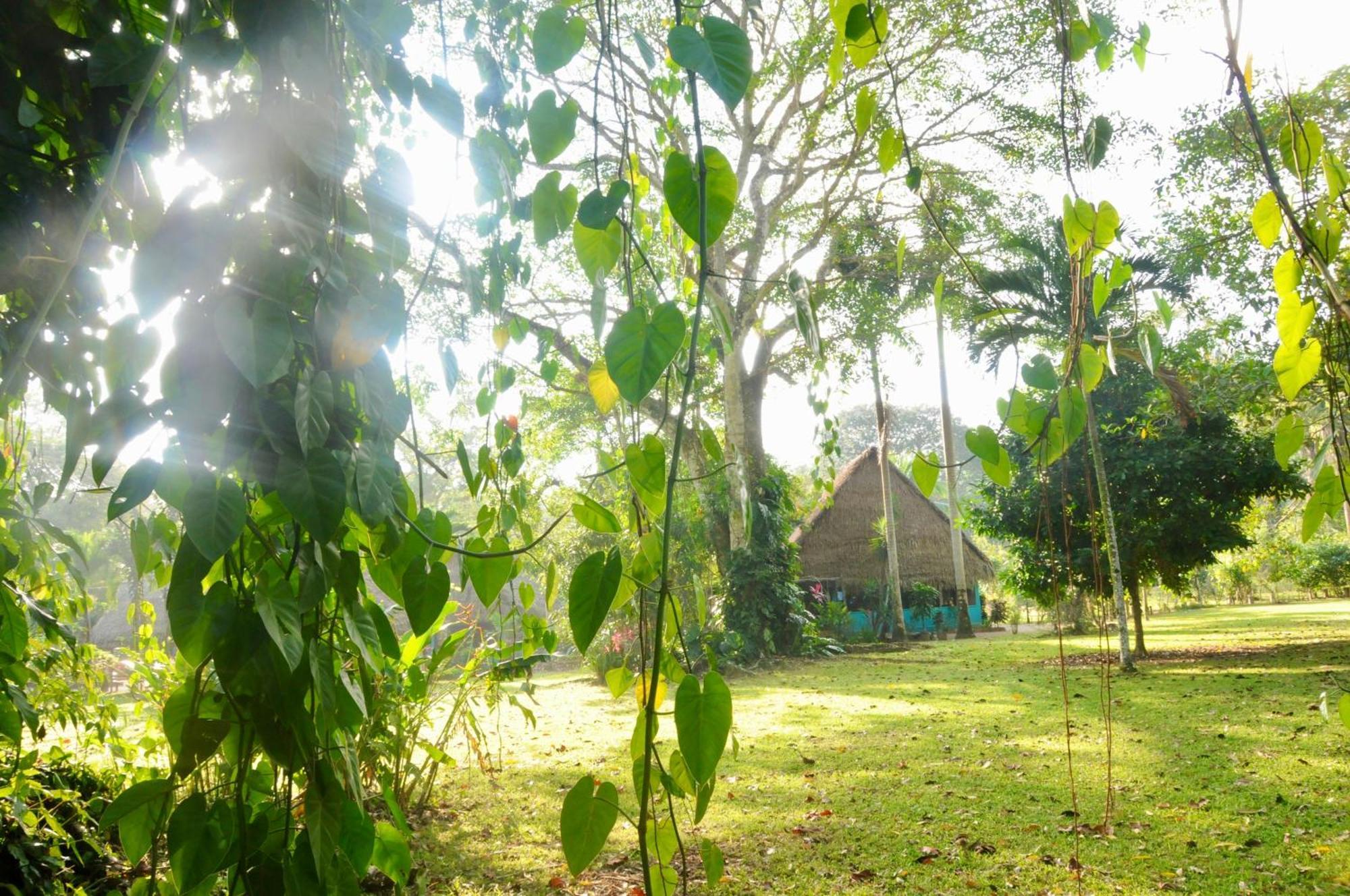Bocawina Rainforest