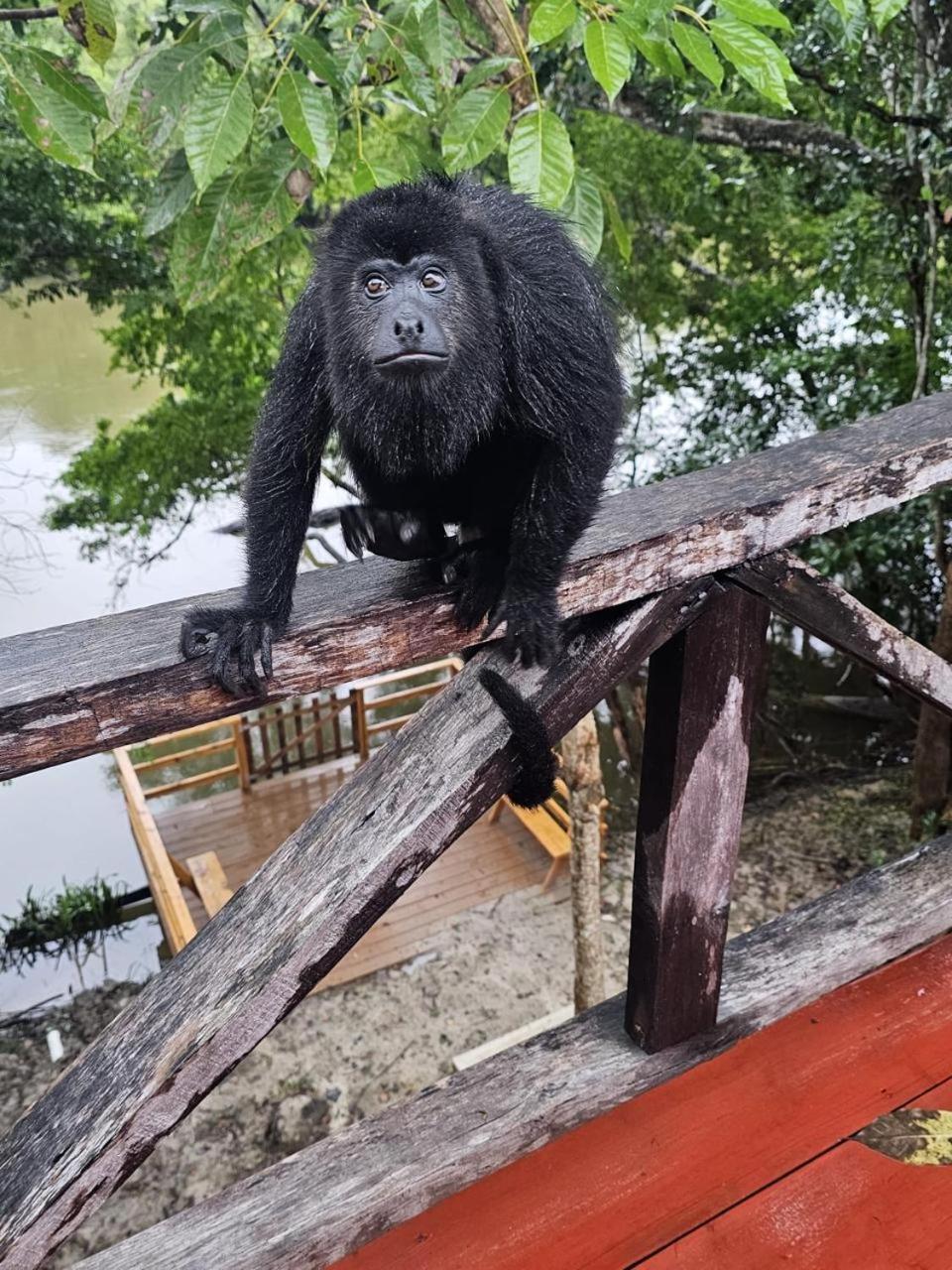 Howler Jungle Belize Hotel 4*