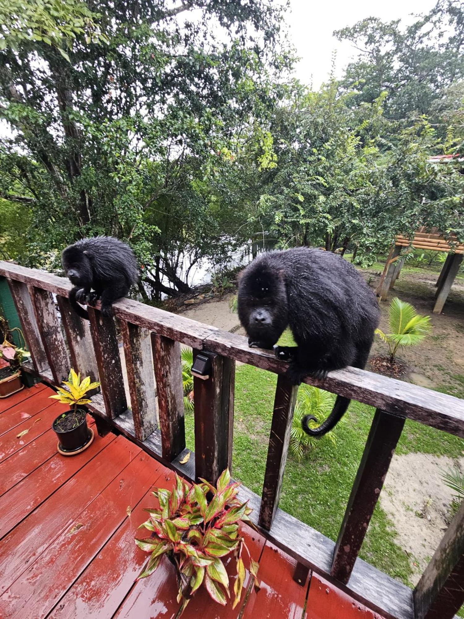 Hotel Howler Jungle Belize 4*
