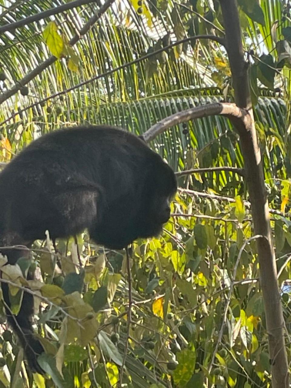 Howler Jungle Belize Belize City