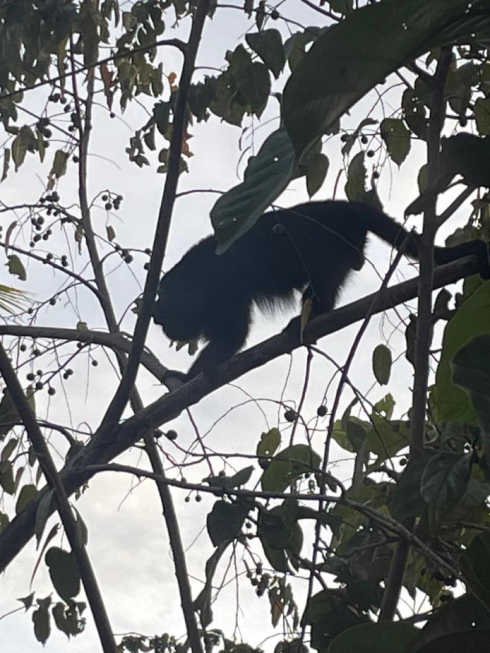 Howler Jungle Belize