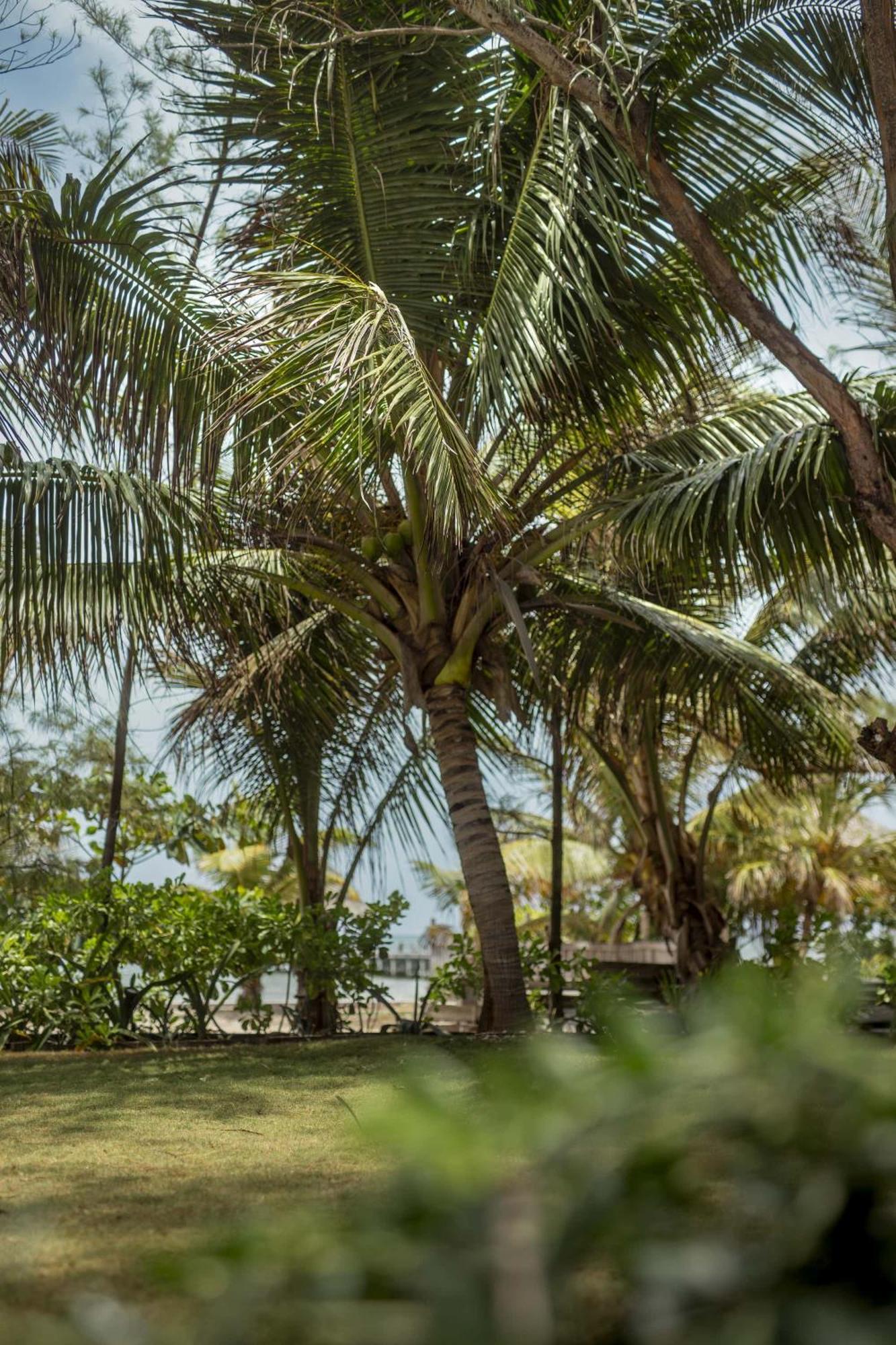 Abrazos By Floreo Resort San Pedro (Ambergris Caye)