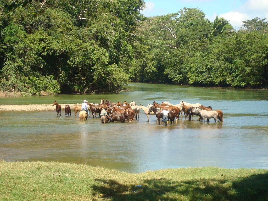 Lodge Banana Bank & Jungle Horseback Adventures *