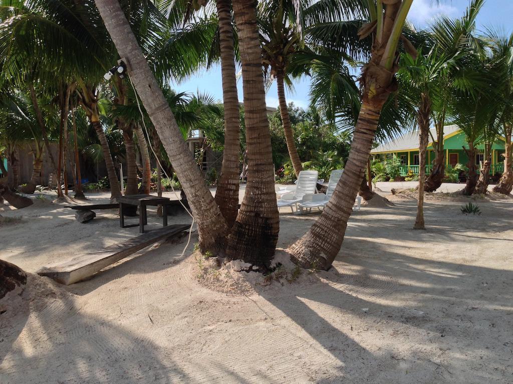 Turtle San Pedro (Ambergris Caye)