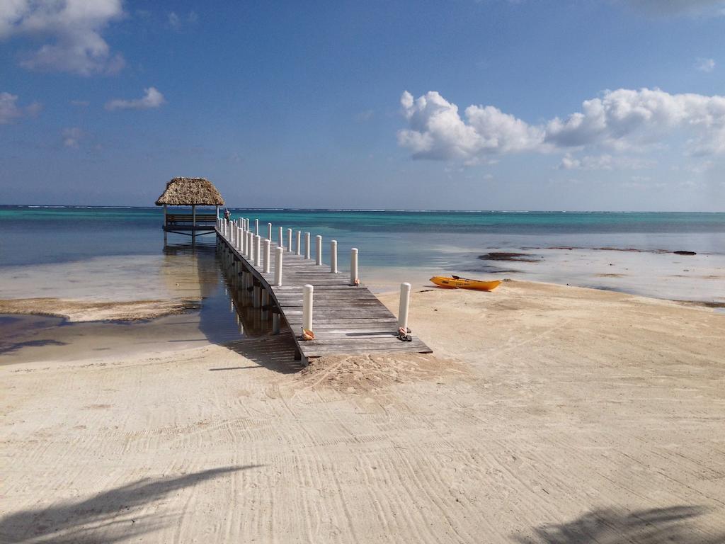 Turtle San Pedro (Ambergris Caye)
