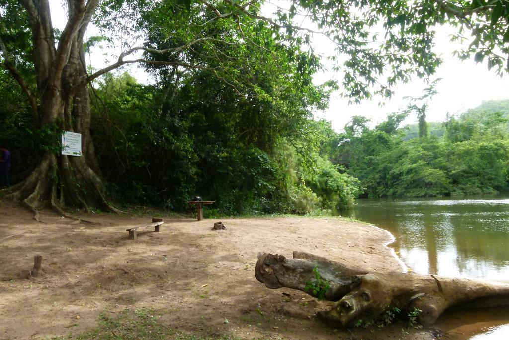 Macaw Bank Jungle