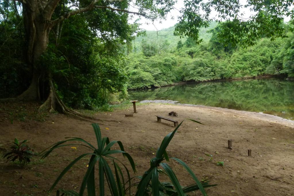 Macaw Bank Jungle