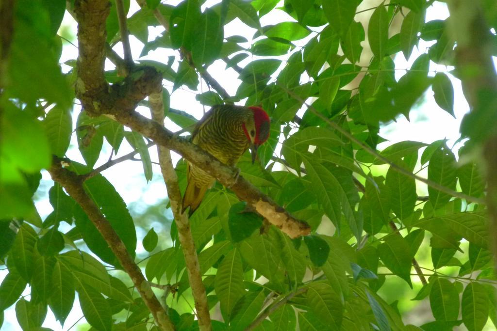 Macaw Bank Jungle