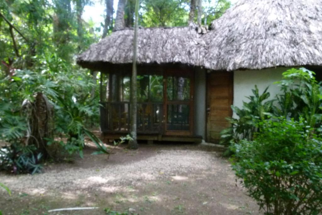 Lodge Macaw Bank Jungle