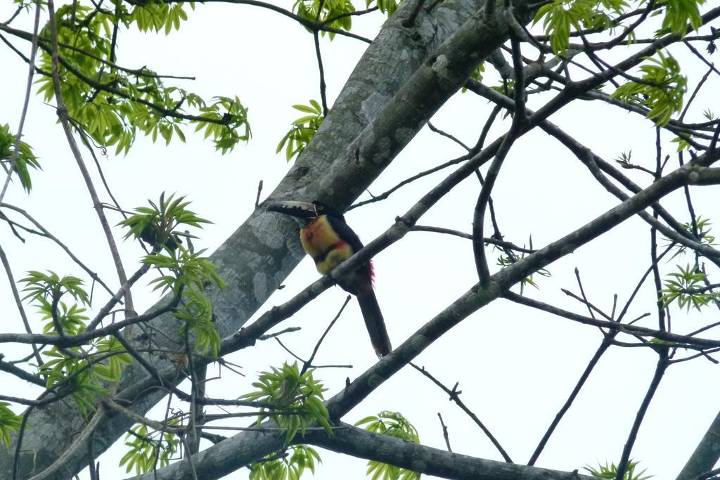Lodge Macaw Bank Jungle San Ignacio