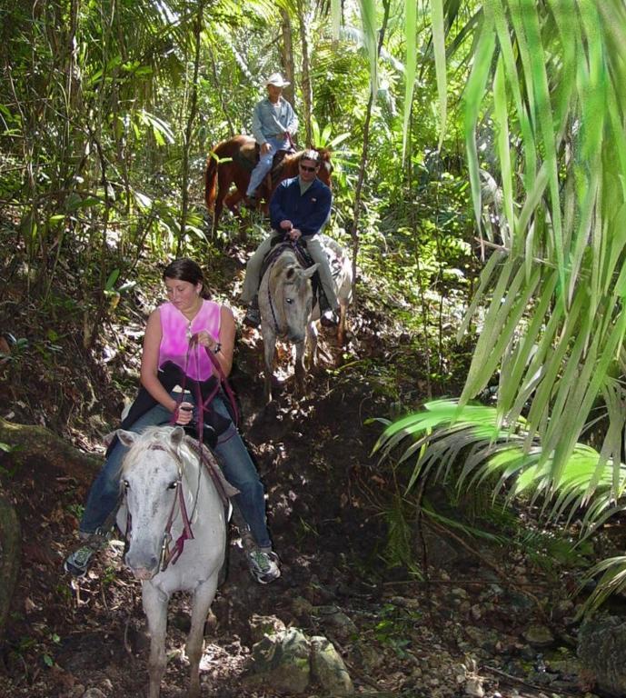 Banana Bank & Jungle Horseback Adventures Lodge *