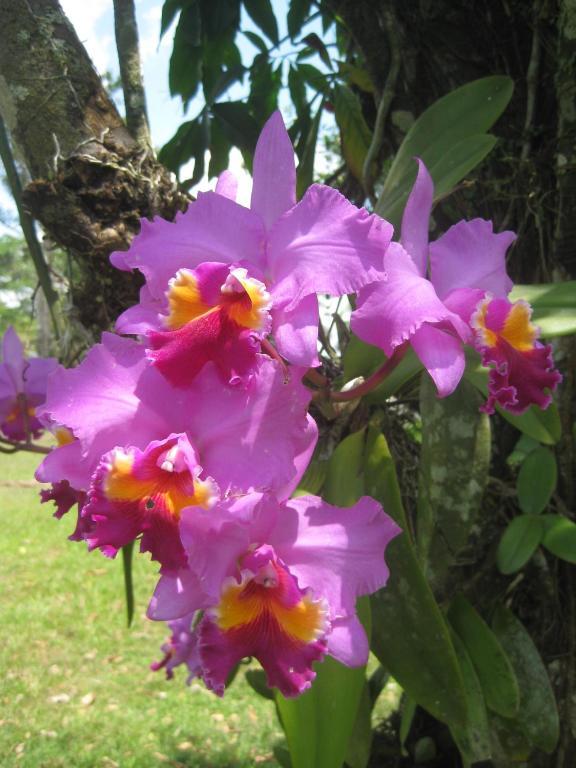 Banana Bank & Jungle Horseback Adventures Lodge Belmopan