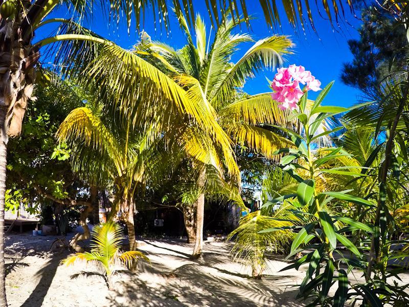 Colibri House * Placencia