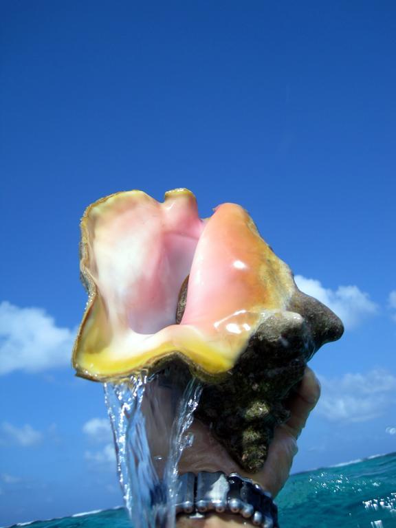 Caye Reef Caye Caulker