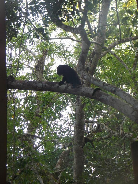 Banana Bank & Jungle Horseback Adventures Lodge