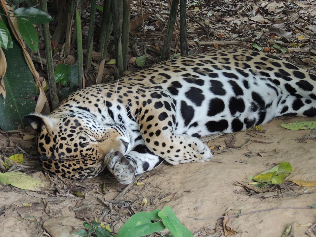 Lodge Banana Bank & Jungle Horseback Adventures