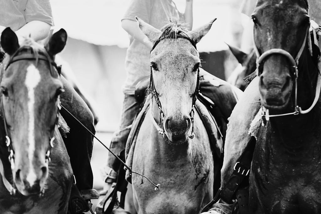 Banana Bank & Jungle Horseback Adventures *