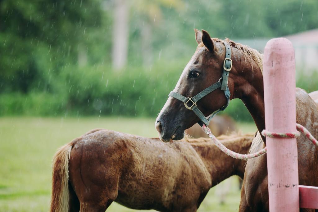 Banana Bank & Jungle Horseback Adventures