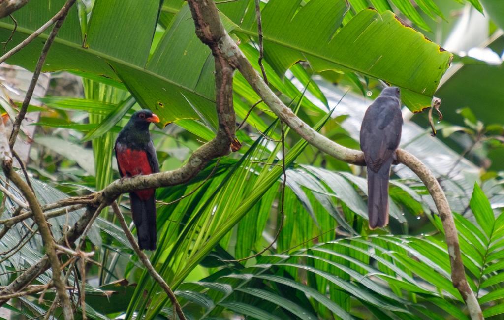 Bocawina Rainforest Hopkins