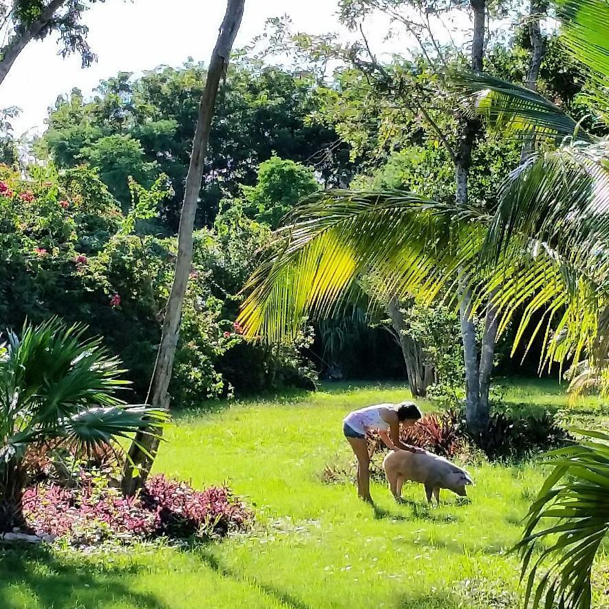 Serenity Retreats Belize - A Vegan 2* Corozal