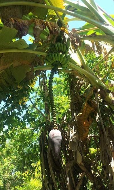 Serenity Retreats Belize - A Vegan