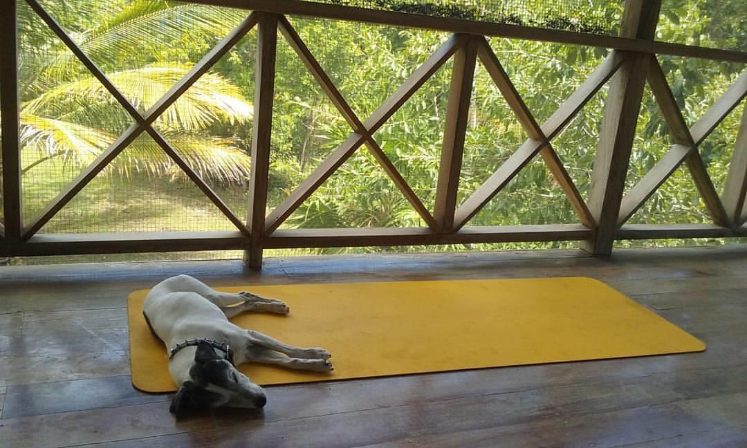 Hotel Serenity Retreats Belize - A Vegan 2*