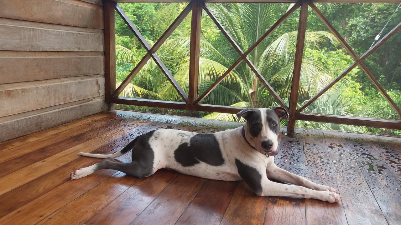Serenity Retreats Belize - A Vegan