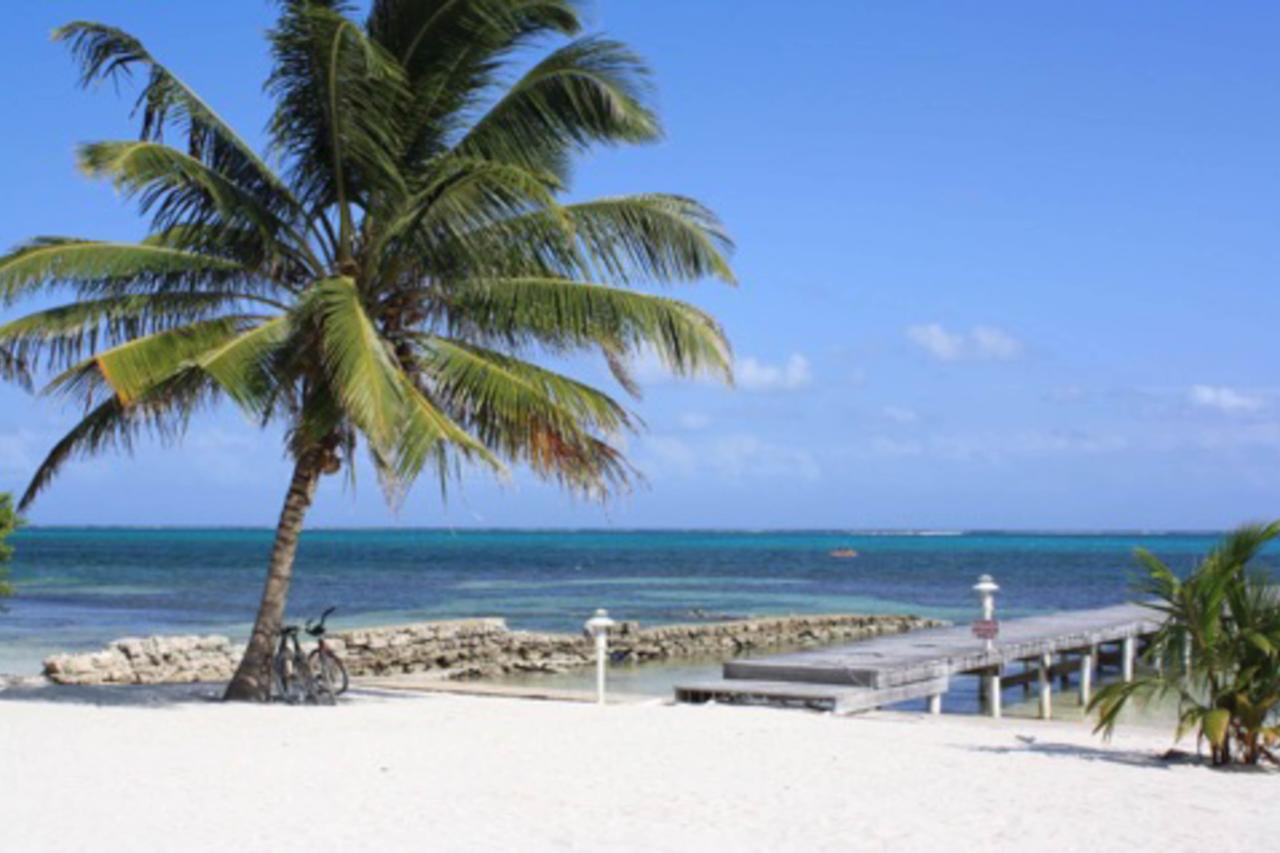 Bird Of Paradise @ Caribe Island * San Pedro (Ambergris Caye)