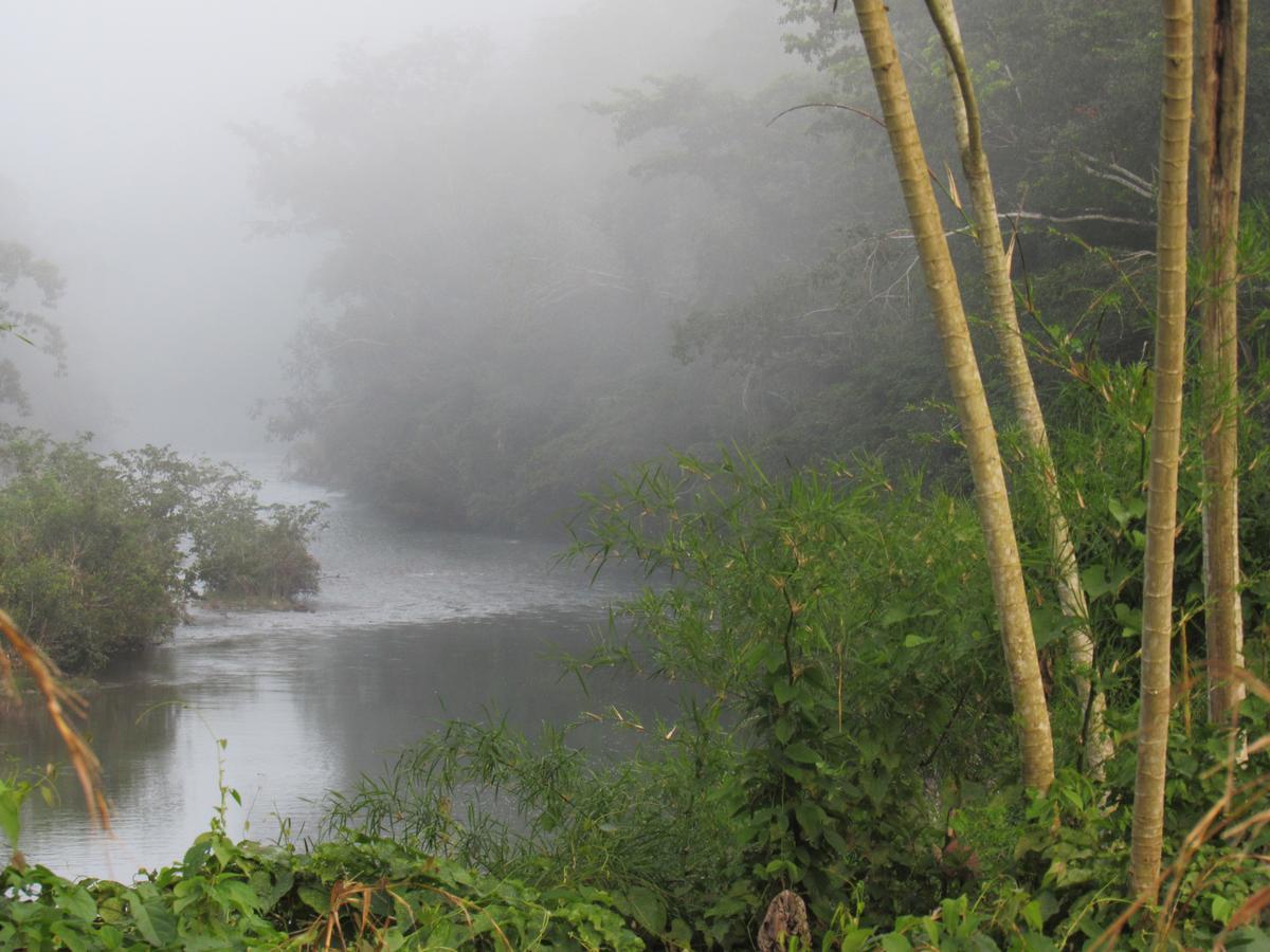 Lodge Macaw Bank Jungle *