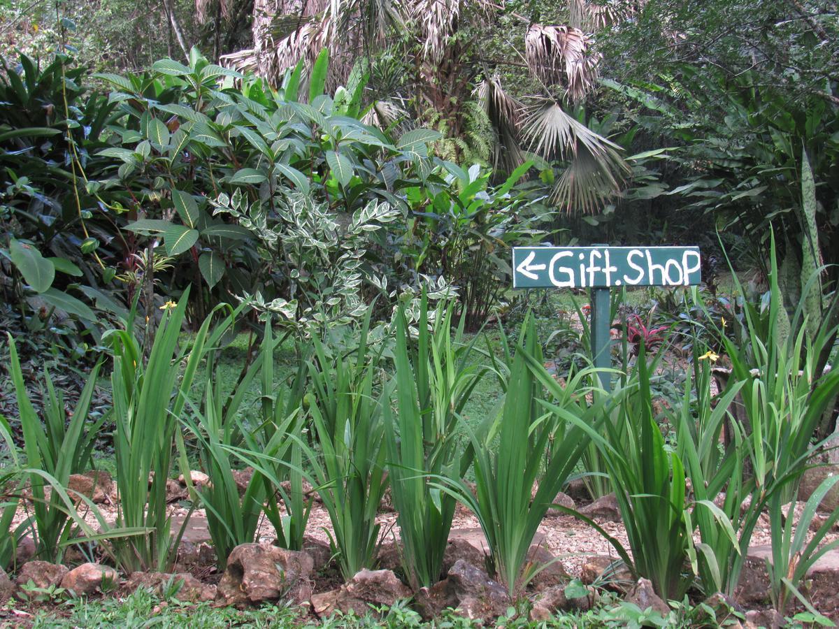Macaw Bank Jungle * San Ignacio