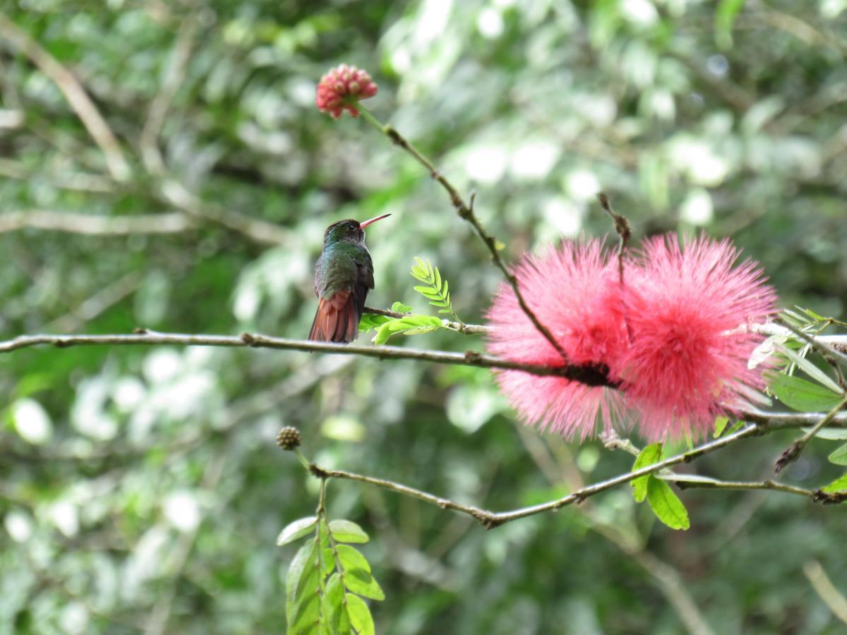 Lodge Macaw Bank Jungle San Ignacio