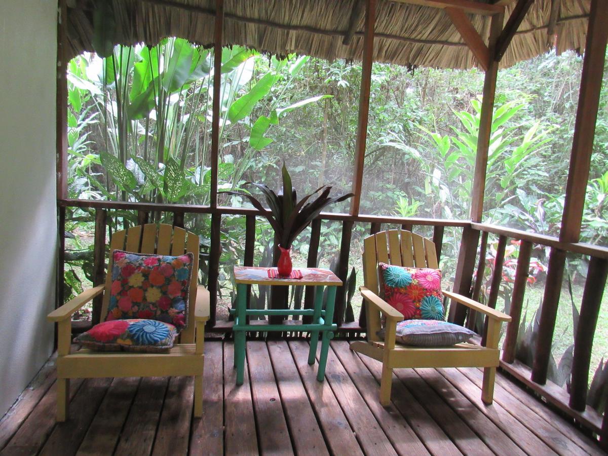 Lodge Macaw Bank Jungle