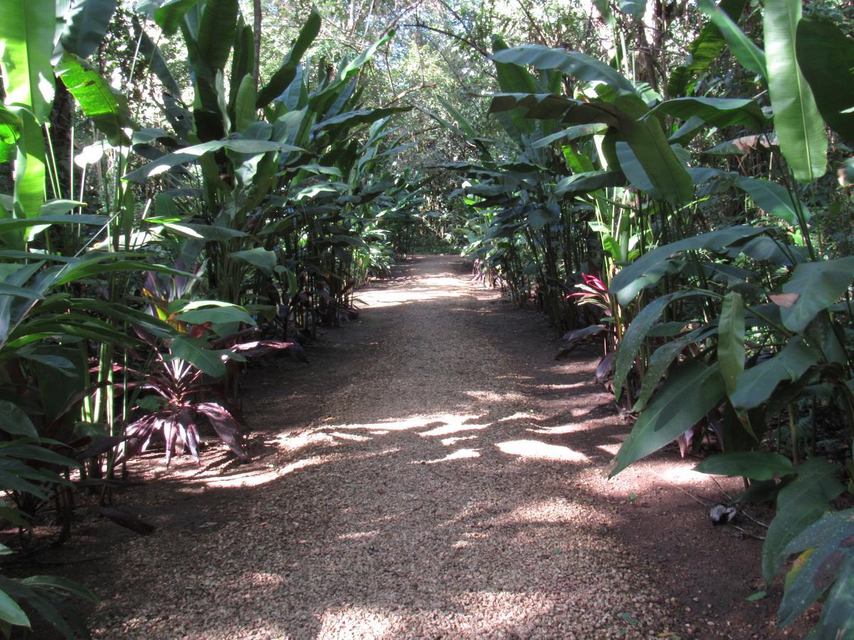 Macaw Bank Jungle * San Ignacio